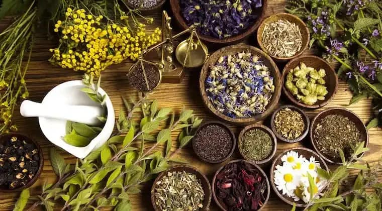 Dried herbs and plants in bowls