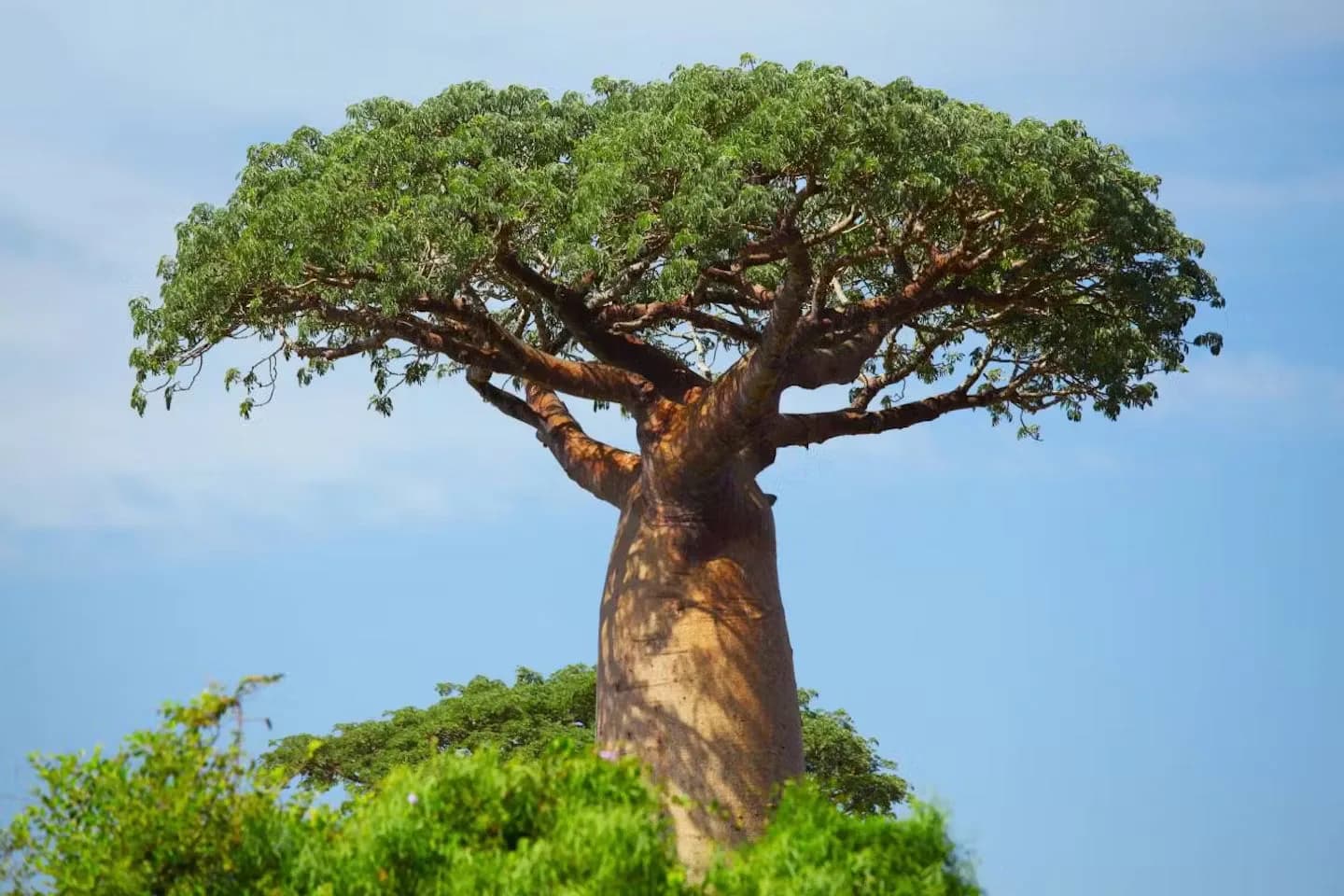 Baobab tree